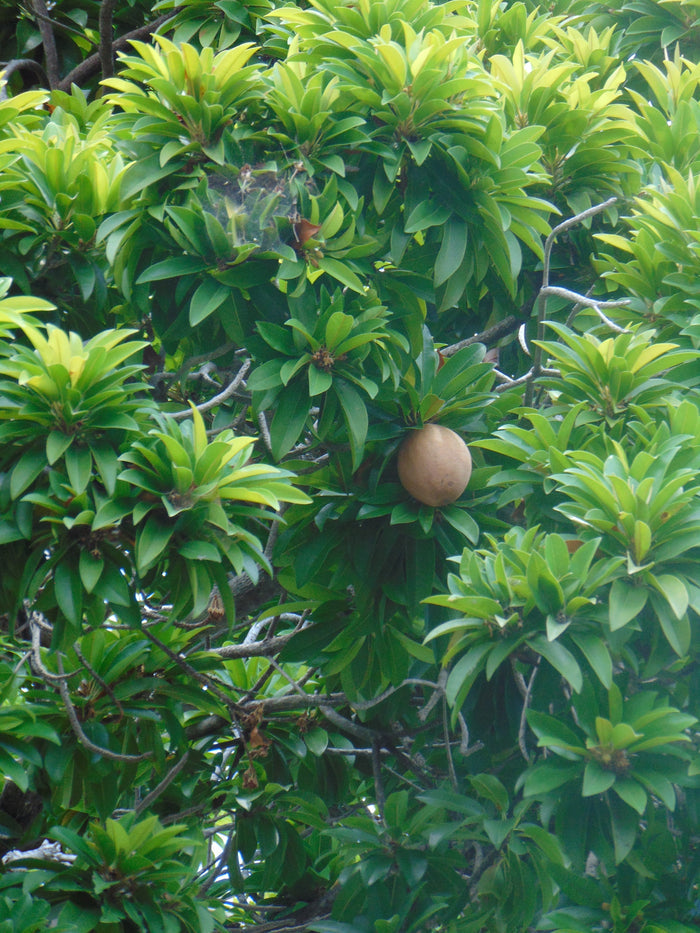 Sapodilla  Manilkara zapota  10 Seeds