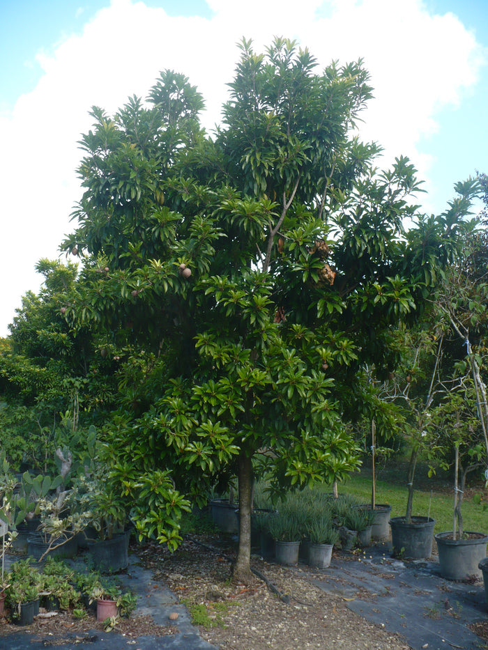 Sapodilla  Manilkara zapota  10 Seeds