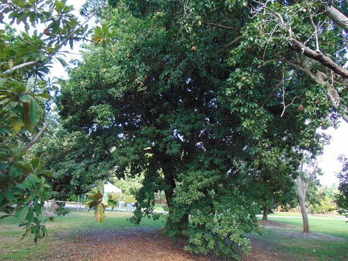 Sapodilla  Manilkara zapota  10 Seeds