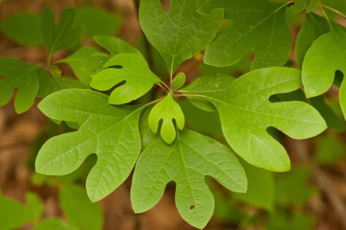 Sassafras   10 Seeds   Sassafras albidum