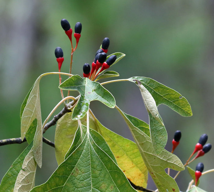 Sassafras   10 Seeds   Sassafras albidum