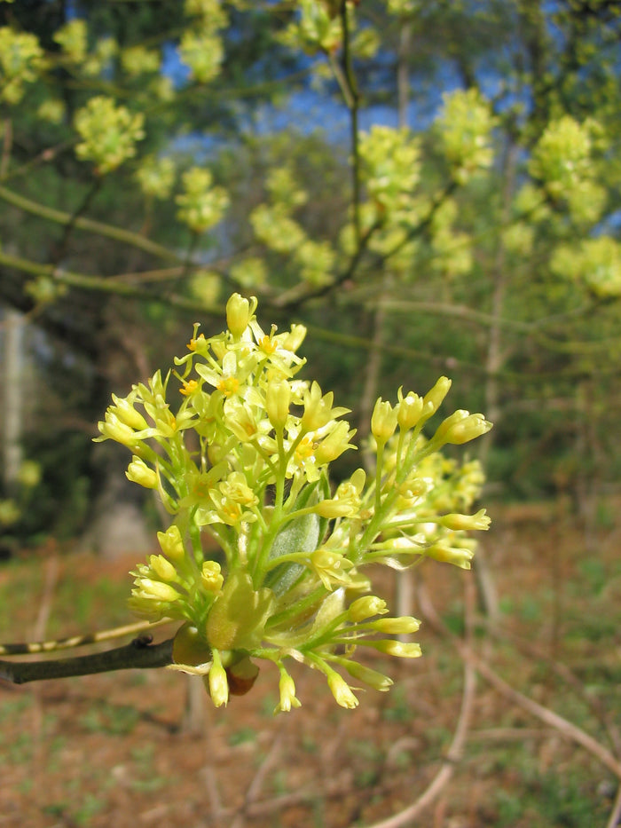 Sassafras   10 Seeds   Sassafras albidum