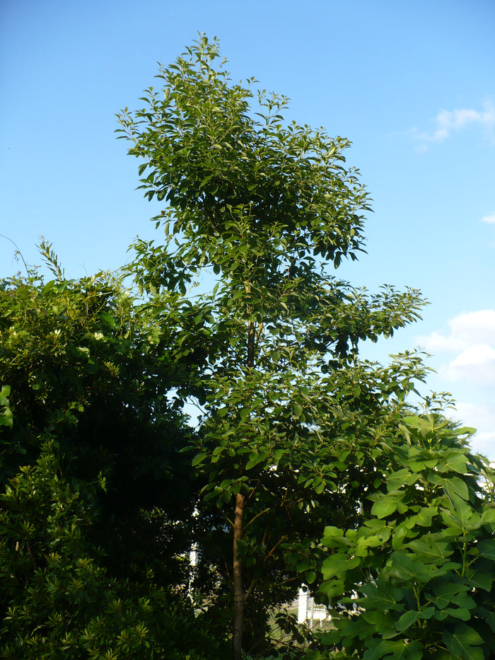 Sassafras   10 Seeds   Sassafras albidum