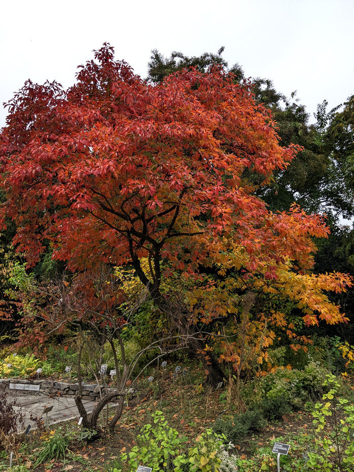 Sassafras   10 Seeds   Sassafras albidum