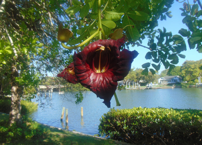 Sausage Tree   20 Seeds   Kigelia pinnata