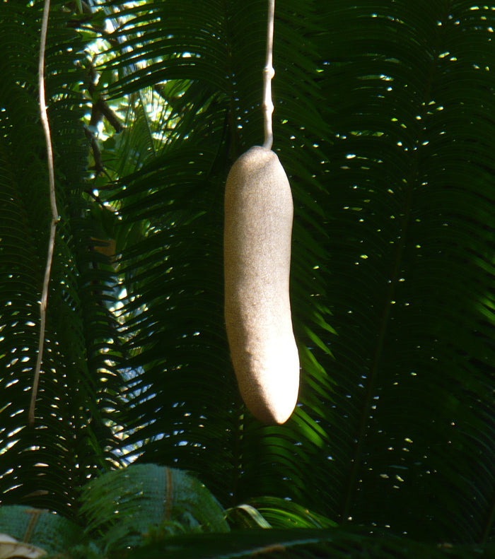Sausage Tree   20 Seeds   Kigelia pinnata