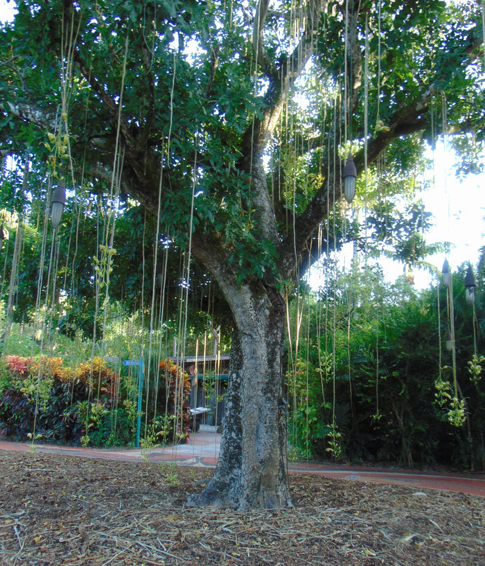 Sausage Tree   20 Seeds   Kigelia pinnata