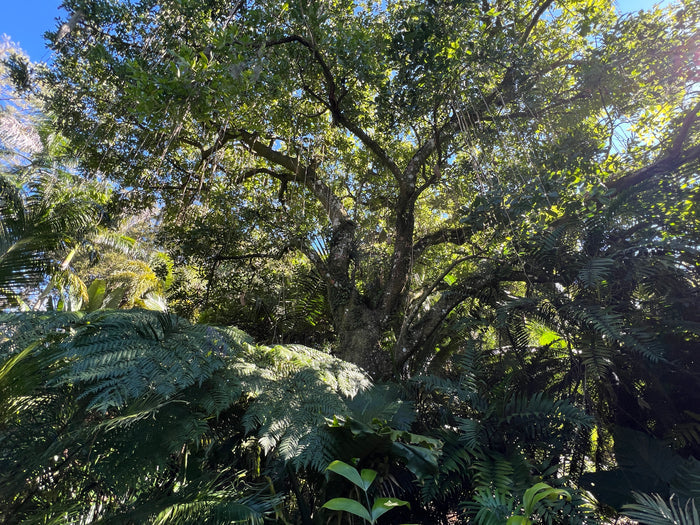 Sausage Tree   20 Seeds   Kigelia pinnata