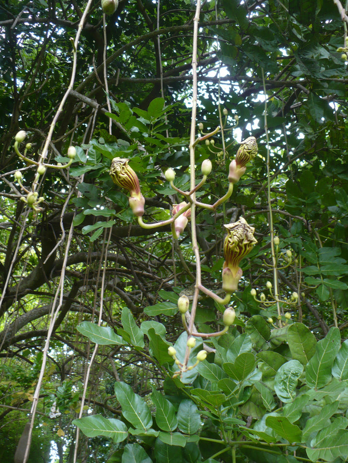 Sausage Tree   20 Seeds   Kigelia pinnata