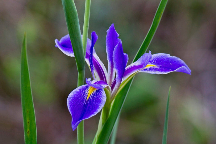 Savanna Iris  10 Seeds  Iris savannarum