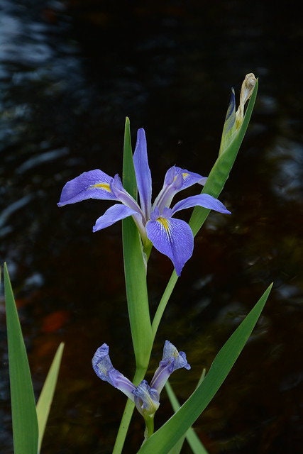 Savanna Iris  10 Seeds  Iris savannarum