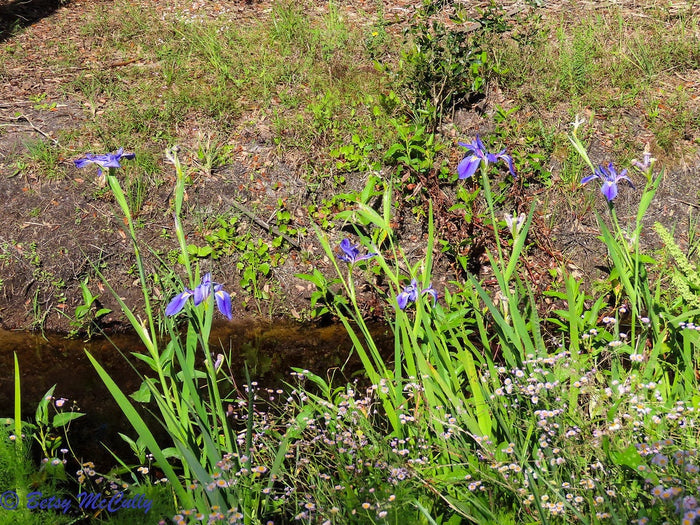Savanna Iris  10 Seeds  Iris savannarum