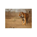 SAVANNAH TIGER PAINTING Tiger-Universe
