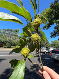 Sawtooth Oak Quercus acutissima 5 Seeds