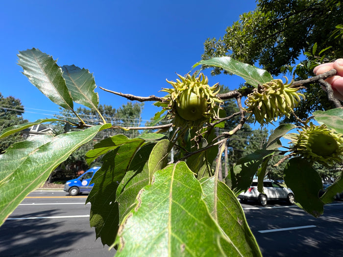 Sawtooth Oak Quercus acutissima 5 Seeds
