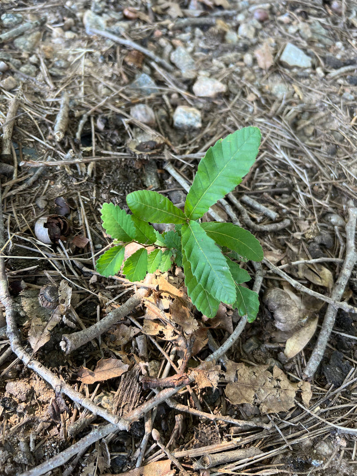 Sawtooth Oak Quercus acutissima 5 Seeds