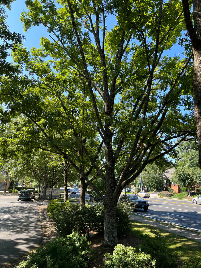 Sawtooth Oak Quercus acutissima 5 Seeds