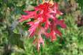Scarlet Oak   10 Seeds   Quercus coccinea