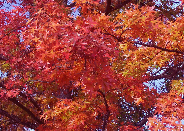 Scarlet Oak   10 Seeds   Quercus coccinea