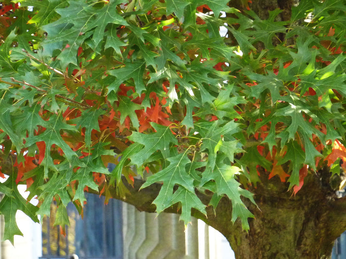 Scarlet Oak   10 Seeds   Quercus coccinea