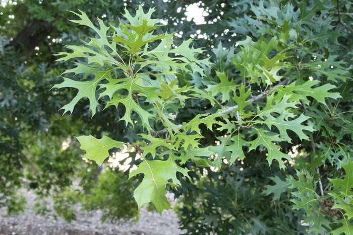 Scarlet Oak   10 Seeds   Quercus coccinea