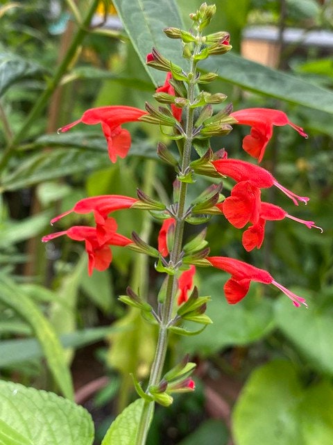 Scarlet Sage  100 Seeds  Salvia coccinea