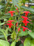 Scarlet Sage  100 Seeds  Salvia coccinea