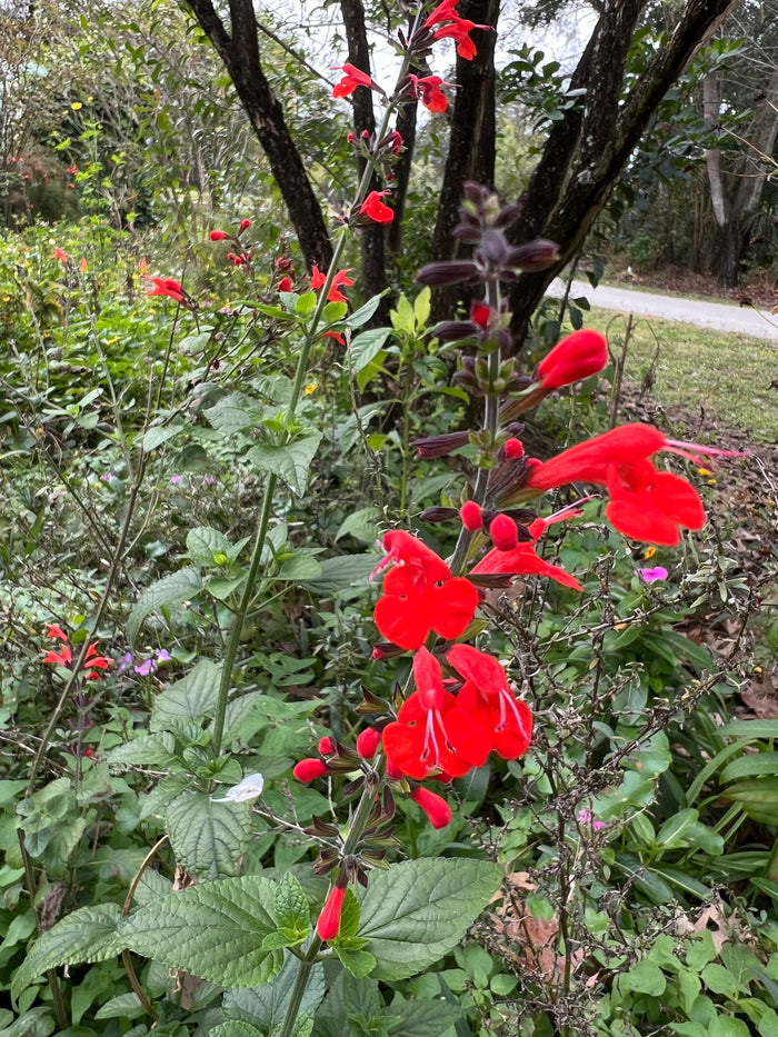 Scarlet Sage  100 Seeds  Salvia coccinea