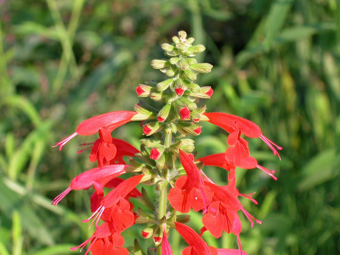 Scarlet Sage  100 Seeds  Salvia coccinea