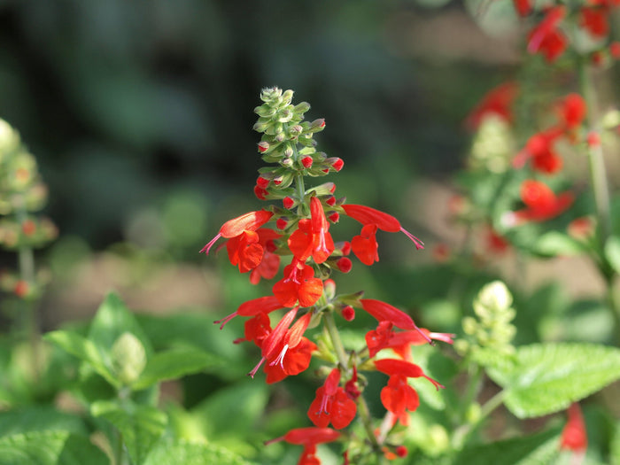 Scarlet Sage  100 Seeds  Salvia coccinea