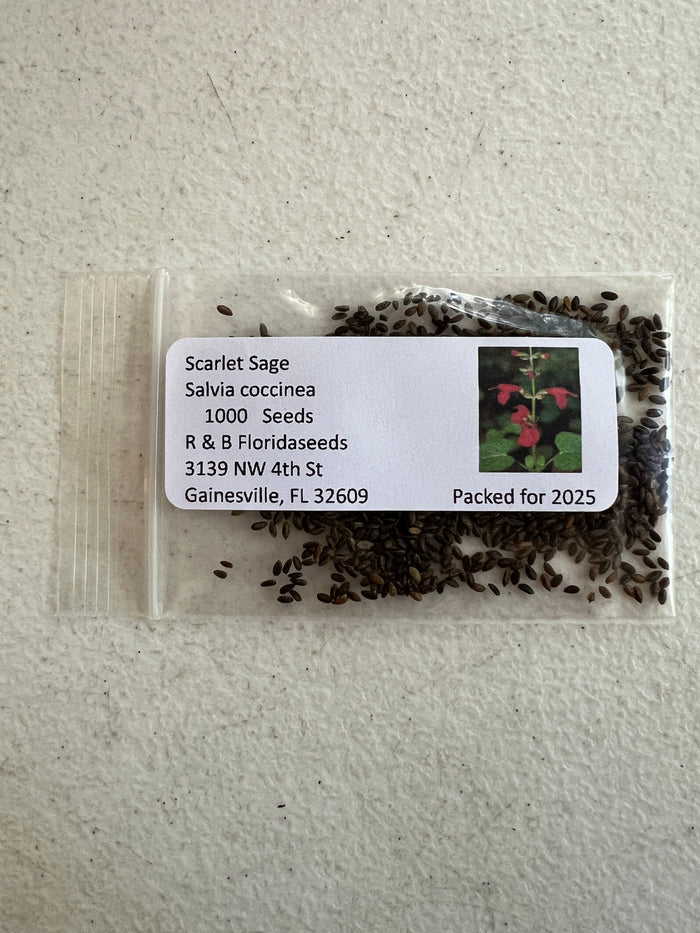 Scarlet Sage  100 Seeds  Salvia coccinea