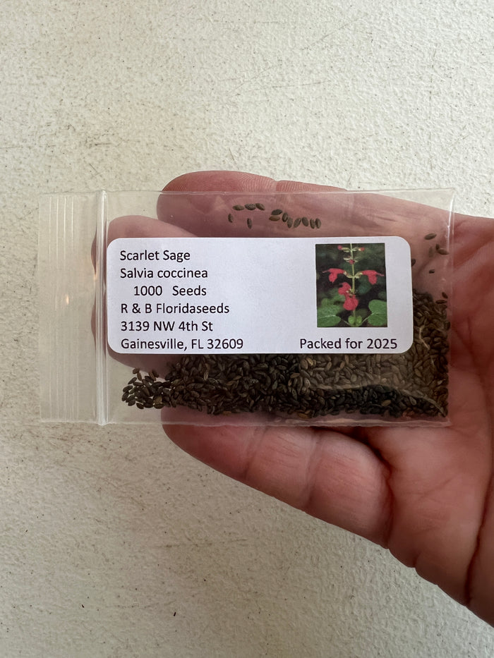 Scarlet Sage  100 Seeds  Salvia coccinea