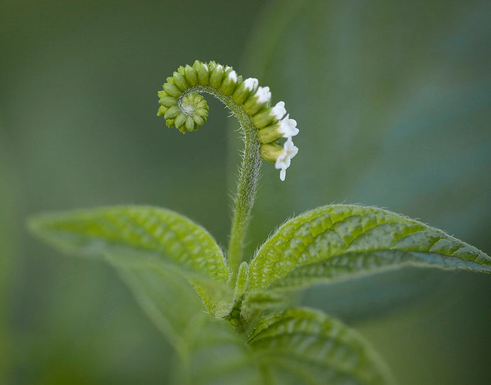 Scorpion-Tail  5 Seeds  Butterfly Heliotrope  Heliotropium angiospermum