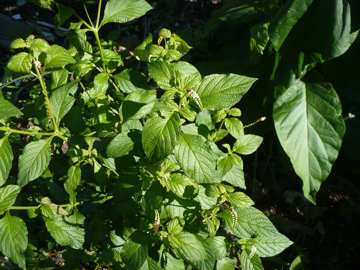 Scorpion-Tail  5 Seeds  Butterfly Heliotrope  Heliotropium angiospermum