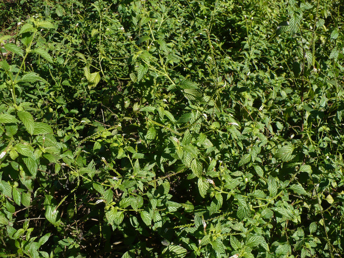 Scorpion-Tail  5 Seeds  Butterfly Heliotrope  Heliotropium angiospermum