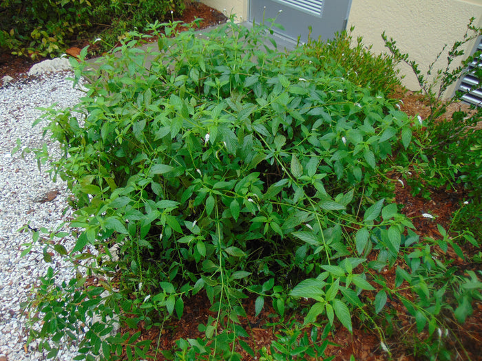 Scorpion-Tail  5 Seeds  Butterfly Heliotrope  Heliotropium angiospermum