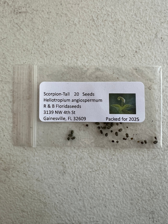 Scorpion-Tail  5 Seeds  Butterfly Heliotrope  Heliotropium angiospermum