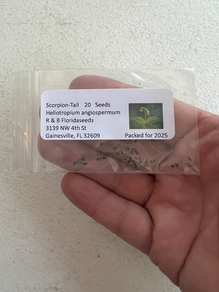 Scorpion-Tail  5 Seeds  Butterfly Heliotrope  Heliotropium angiospermum