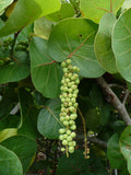 Sea Grape  100 Seeds  Coccoloba uvifera