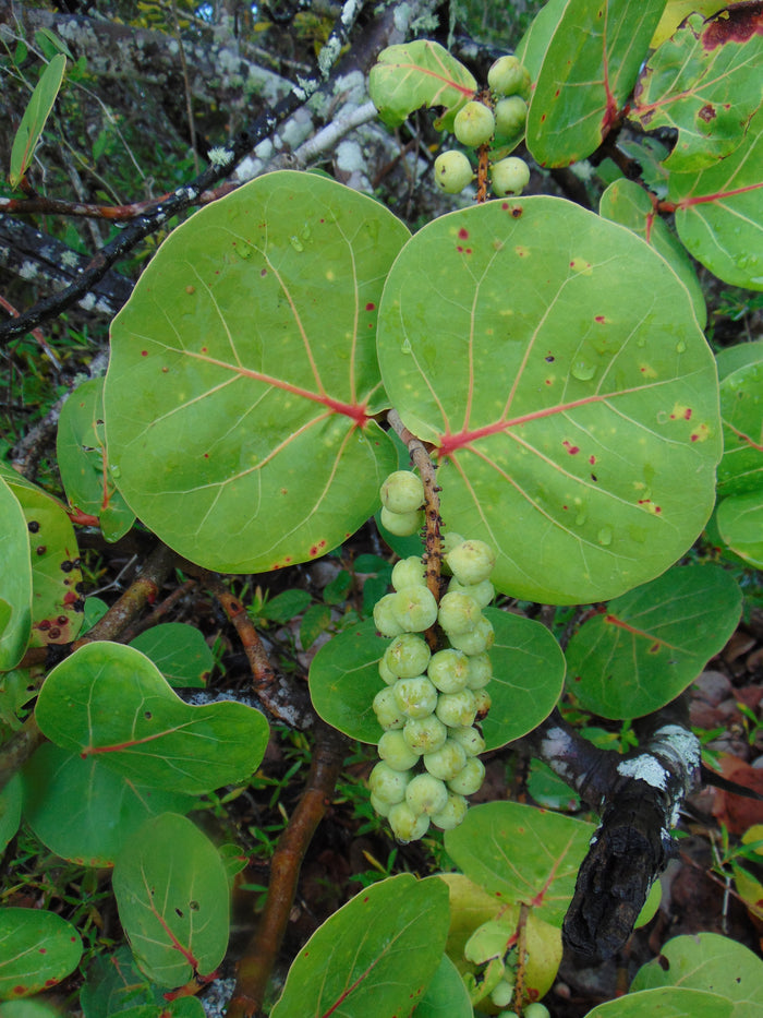 Sea Grape  100 Seeds  Coccoloba uvifera