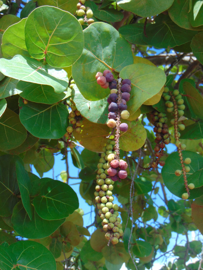 Sea Grape  100 Seeds  Coccoloba uvifera