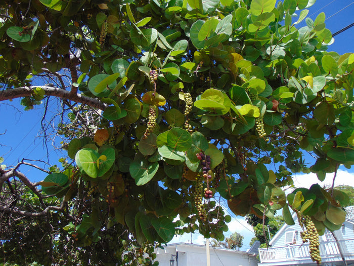 Sea Grape  100 Seeds  Coccoloba uvifera