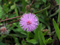Sensitive Plant   100 Seeds   Mimosa pudica