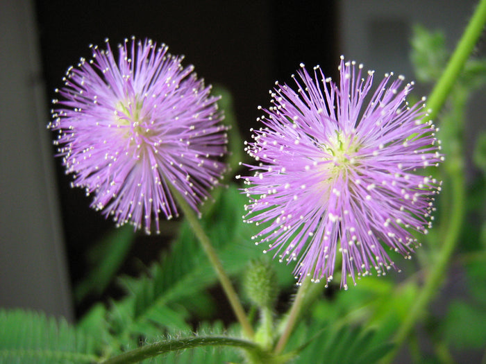 Sensitive Plant   100 Seeds   Mimosa pudica