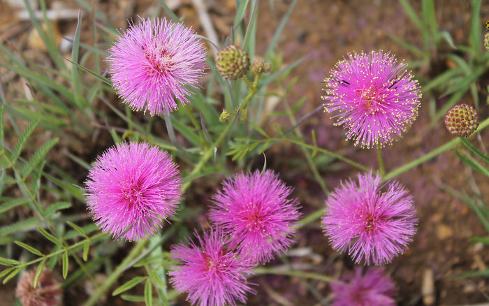 Sensitive Plant   100 Seeds   Mimosa pudica