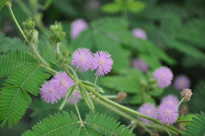 Sensitive Plant   100 Seeds   Mimosa pudica
