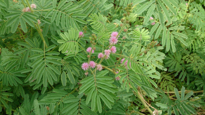 Sensitive Plant   100 Seeds   Mimosa pudica