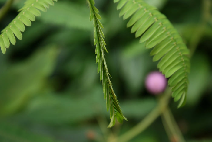 Sensitive Plant   100 Seeds   Mimosa pudica