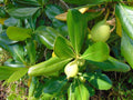 Seven Year Apple   10 Seeds   Casasia clusiifolia