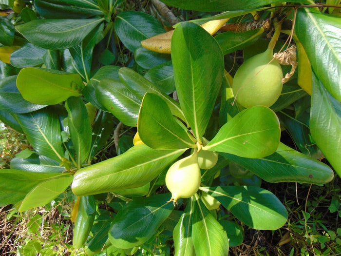 Seven Year Apple   10 Seeds   Casasia clusiifolia